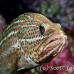 grouper_slender_db_h_0705_png2171.jpg
